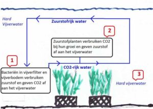 Biologisch evenwicht in de vijver