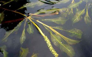 Glanzend fonteinkruid (Potamogeton lucens): zuurstofplant voor de vijver