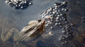 Bruine kikker met kikkerdril in de vijver