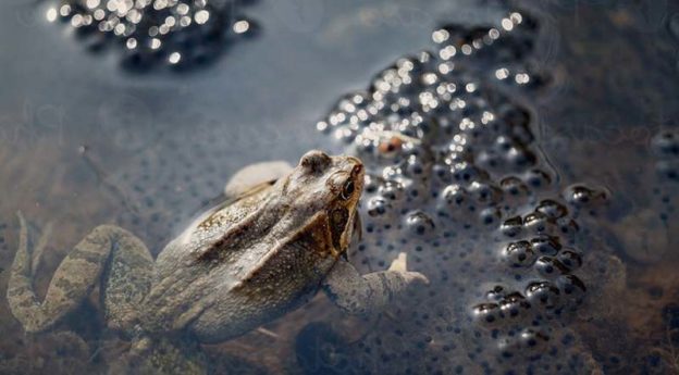 Kikkers, padden en salamanders in je vijver | Vijverhandboek