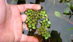 Drijfplanten helpen een groene vijver biologisch helder te maken