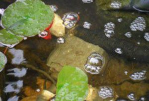 Helder water vijver: waterkwaliteit