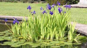 Rang trechter emulsie Waterplanten vijver: zuurstof-, moeras-, drijfplanten en waterlelies