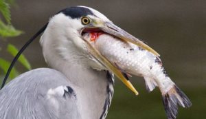 Reiger uit de vijver houden