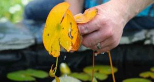 Waterlelie: afgestorven blad verwijderen