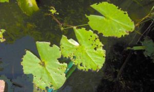 Waterlelie: slakken vreten het blad aan