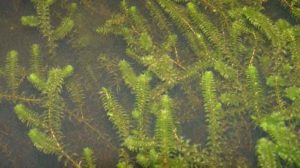 Waterpest in de vijver - Elodea canadensis