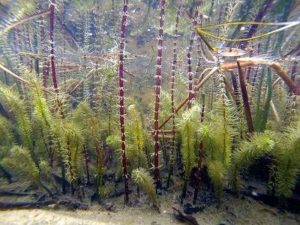 groeiende zuurstofplanten vijver