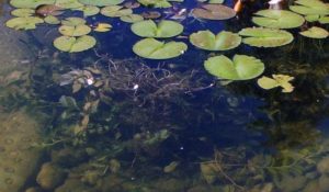 Zuurstofplanten en waterlelie in een vijver