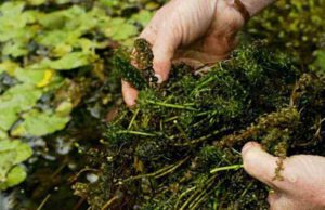 Zuurstofplanten in de vijver snoeien tijdens de zomer