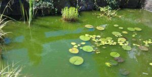 Zweefalg: groen water in de vijver tijdens de zomer